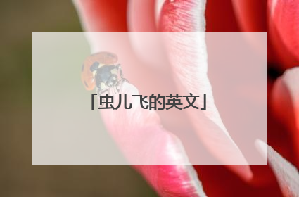 虫儿飞的英文