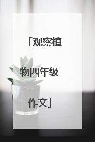 观察植物四年级作文