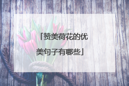 赞美荷花的优美句子有哪些