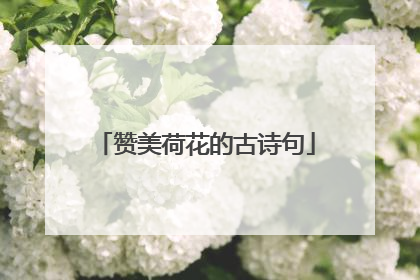 赞美荷花的古诗句