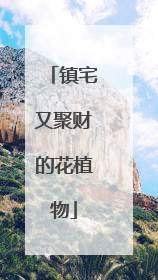 镇宅又聚财的花植物
