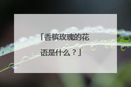 香槟玫瑰的花语是什么？