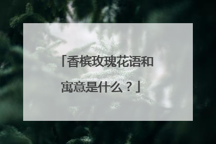 香槟玫瑰花语和寓意是什么？