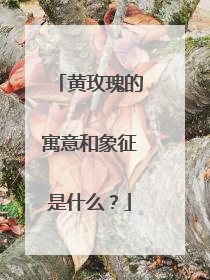 黄玫瑰的寓意和象征是什么？