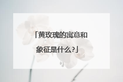 黄玫瑰的寓意和象征是什么?