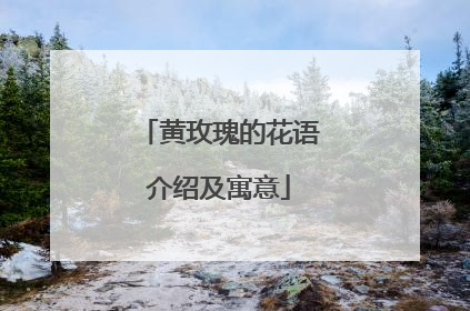 黄玫瑰的花语介绍及寓意