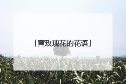 黄玫瑰花的花语