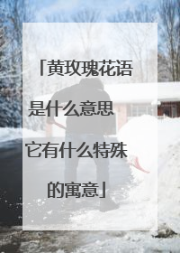 黄玫瑰花语是什么意思 它有什么特殊的寓意