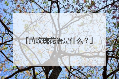 黄玫瑰花语是什么?