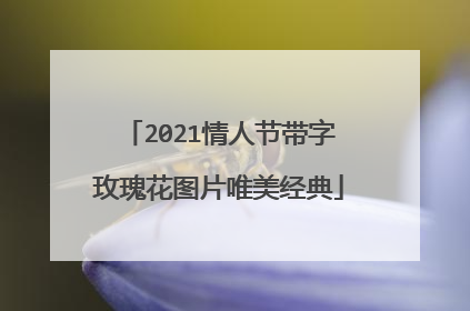 2021情人节带字玫瑰花图片唯美经典