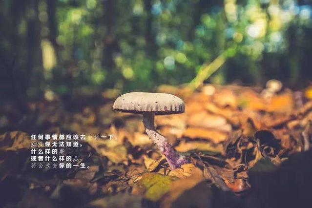 鼓励人积极乐观的正能量句子 2019正能量努力的句子