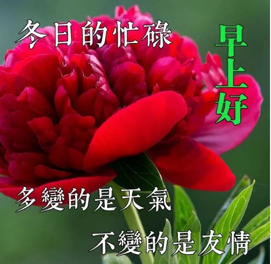 早上好最新版带字带祝福的图片，适合送朋友