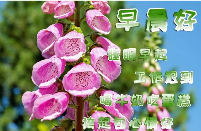 2019最新版早安问候祝福语带图片