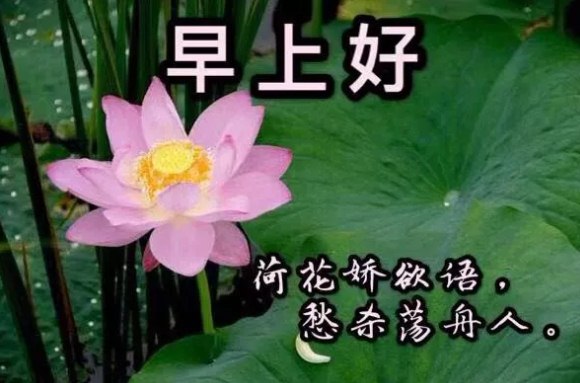 新的一周早上好唯美祝福暖心话配图