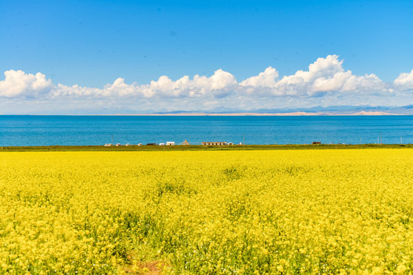 门源油菜花最佳欣赏时间 门源油菜花几月份去最好