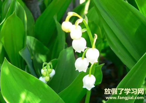 早晨文字问候语早安 朋友圈早上好问候语