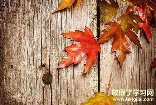 形容落叶的句子唯美-形容秋天落叶的唯美句子语录