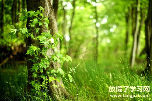 爱美的句子-激励女人变美的句子